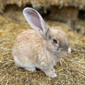 Meet your Posher, Sylvia